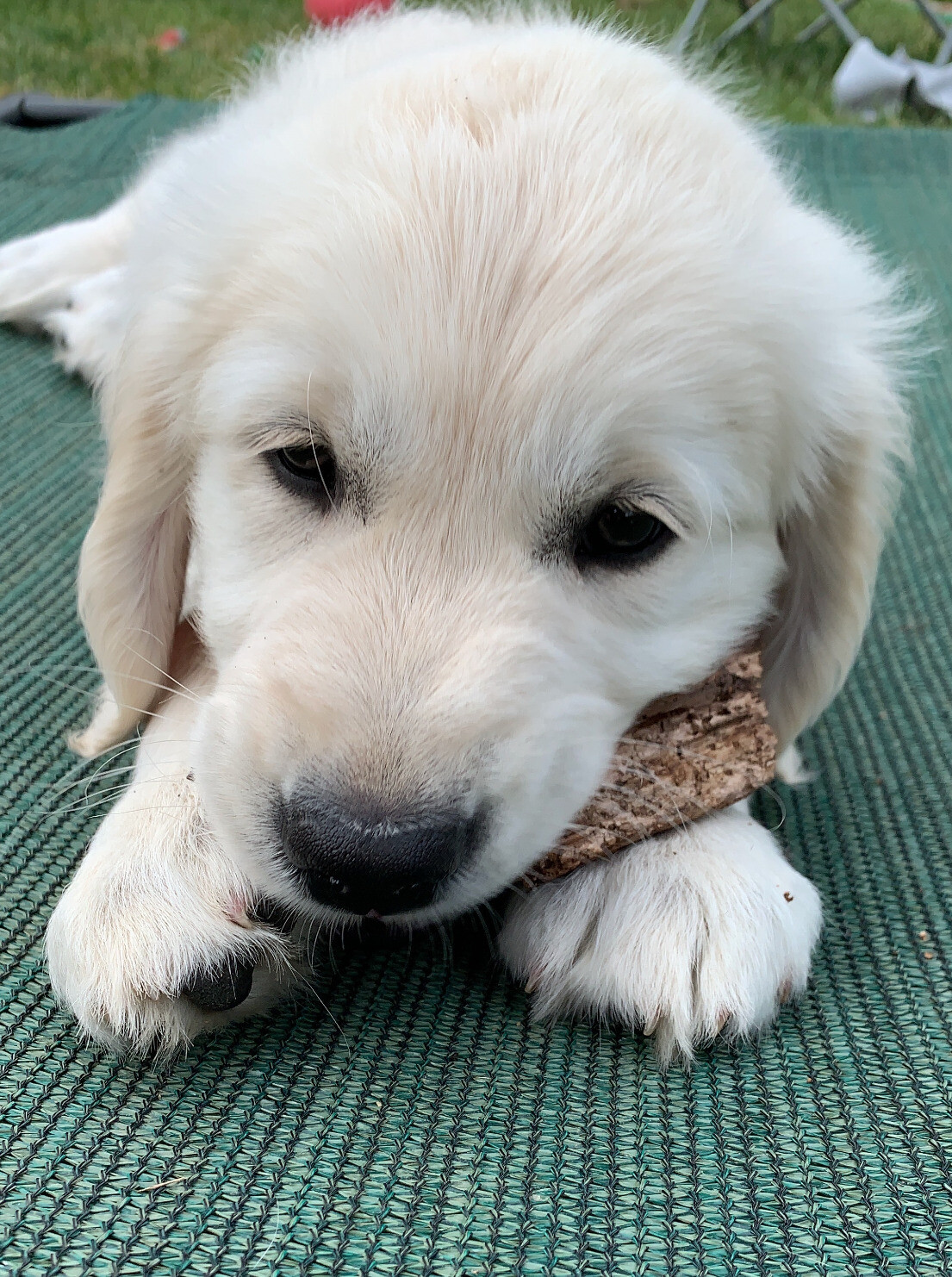 A pale golden retriever puppy chewing a bit of wood.